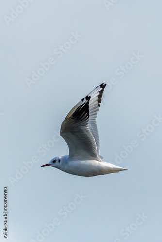 Black-headed Gull (Chroicocephalus ridibundus) in flight over Clontarf, Dublin, Ireland.