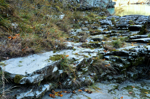 stream in the forest