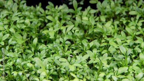Wallpaper Mural Cress Salad Sprouts Growing in Time Lapse. Microgreens Seedling as Organic Food. Watercress Germination For Salads Torontodigital.ca