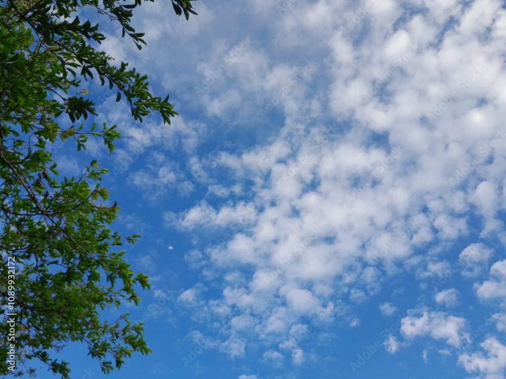 Obraz premium Clear Blue Sky Framed by Tree Leaves