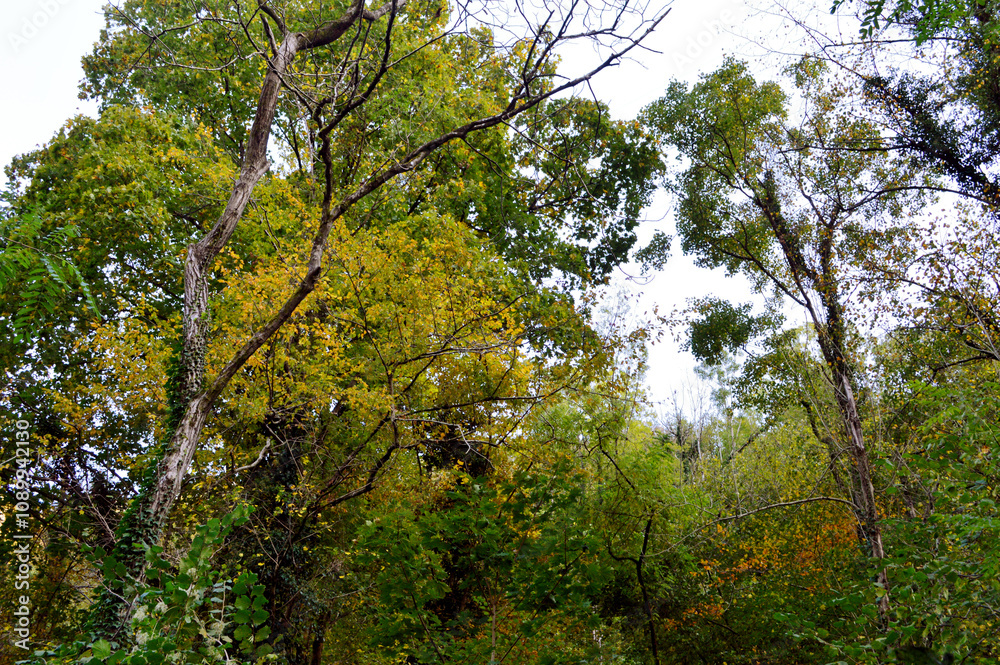 Fototapeta premium treetops and branches