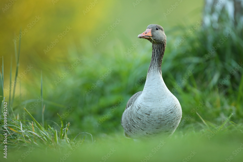 Gęgawa, gęś gęgawa, (Anser anser) greylag goose