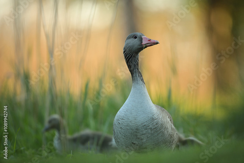 Gęgawa, gęś gęgawa, (Anser anser) greylag goose photo