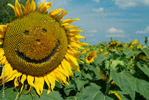 Funny sunflower with beautiful smile on its face looks in the camer photo