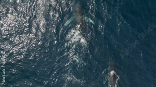 Humpback Whales in Sunny Cabo San Lucas Baja California Sur Mexico, Pacific Ocean