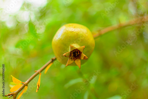 Primer plano de la fruta de la granada