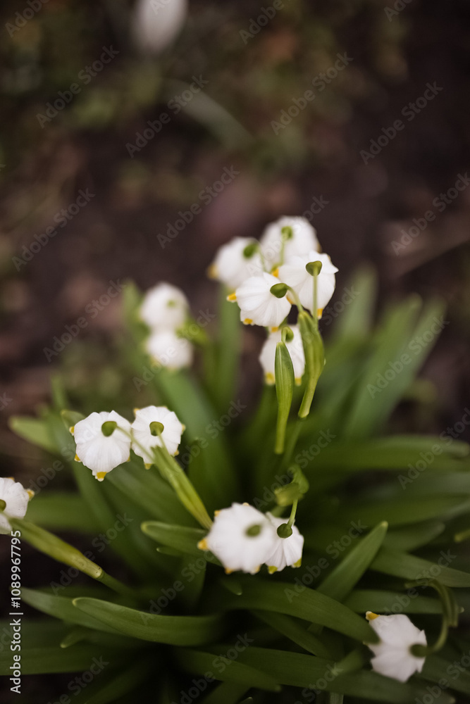 Obraz premium Closeup macro of white snowdrops in a garden