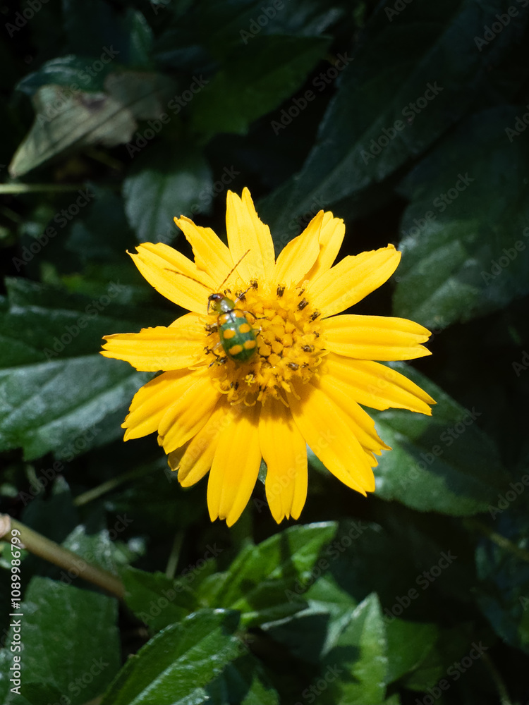 Obraz premium bee on flower