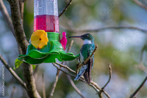 red headed bee eater