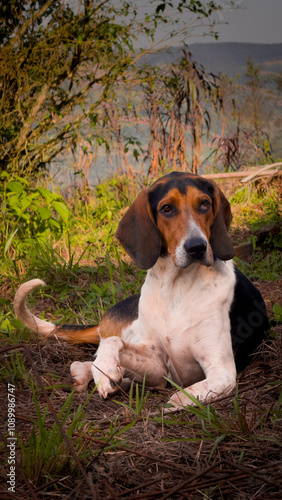 beagle in the grass