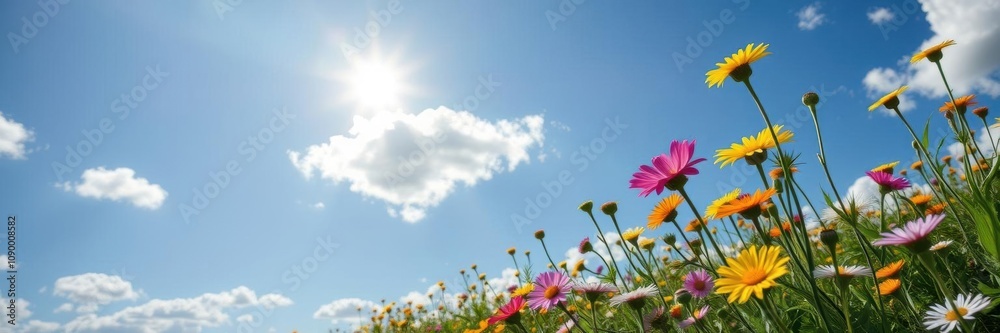 Fototapeta premium Vibrant field of dandelions under a clear blue sky, outdoors, colorful