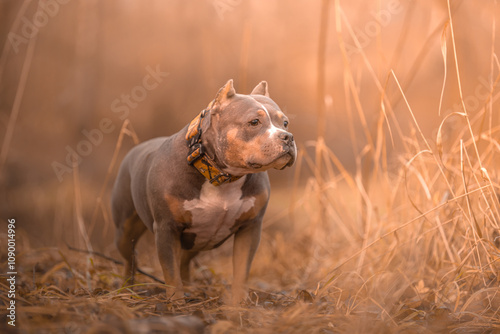 The dog is standing in the grass.