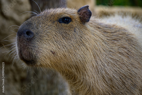 Wallpaper Mural カピバラのアップ — 穏やかな表情と特徴的な顔のクローズアップ
 Torontodigital.ca