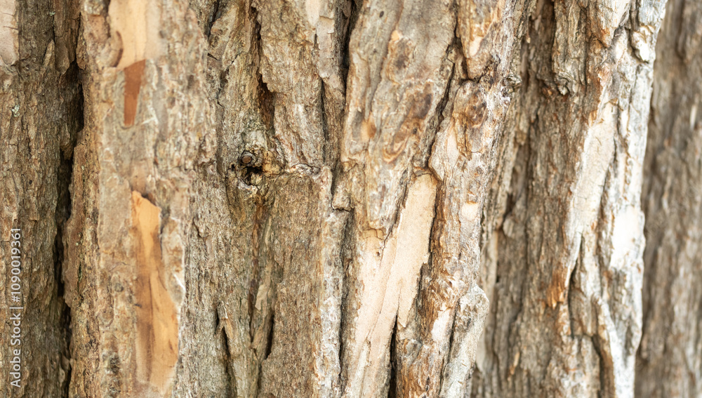 bark of a tree bark of a tree