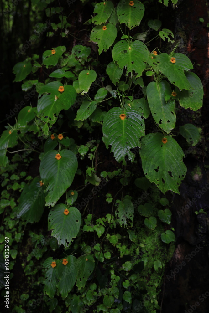 Fototapeta premium Microchirita Micromusa, Most cultivars have yellow flowers and foliage that is either plain green .Many species have an unusual crest-like flower head emerging from the leaf. Khao Yai ,Thailand