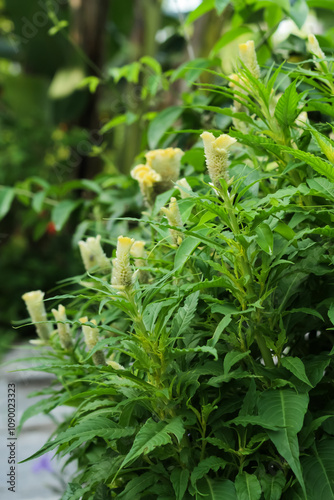 Photo of the Celosia argentea ornamental plant. photo