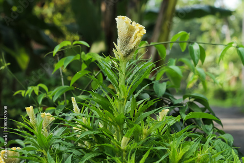 Photo of the Celosia argentea ornamental plant. photo