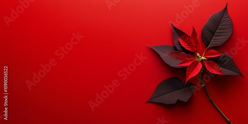 A stunning poinsettia flower, positioned on the right side, stands out against a panoramic red background with ample copy space.