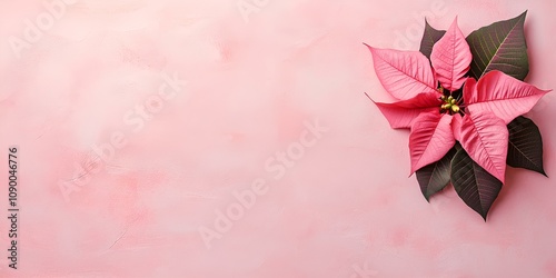 Poinsettia flower web banner. Poinsettia flower isolated on pink background with copy space.