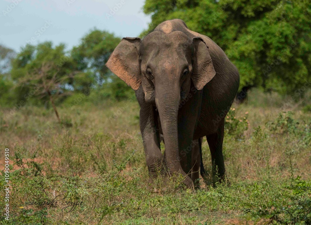 Obraz premium Sri Lankan Elephants in the Wild, Sri Lanka 