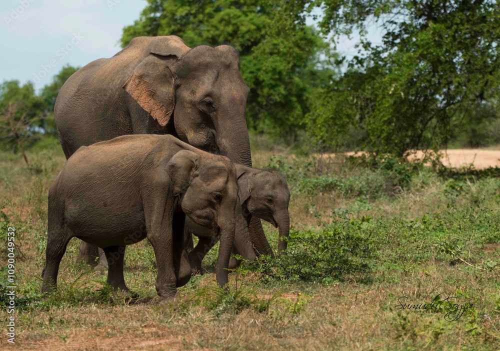 Fototapeta premium Sri Lankan Elephants in the Wild, Sri Lanka 