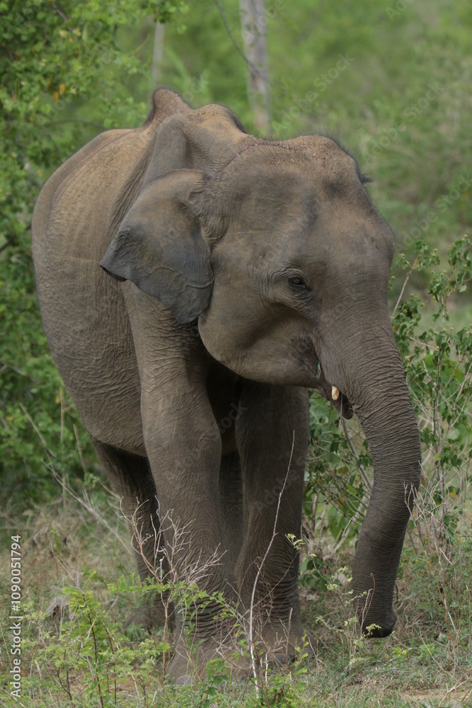 Fototapeta premium Sri Lankan Elephants in the Wild, Sri Lanka 