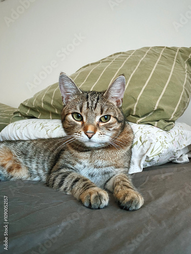 Relaxed tabby cat lying comfortably on a cozy bed with pillows, looking content and at home – peaceful indoor scene