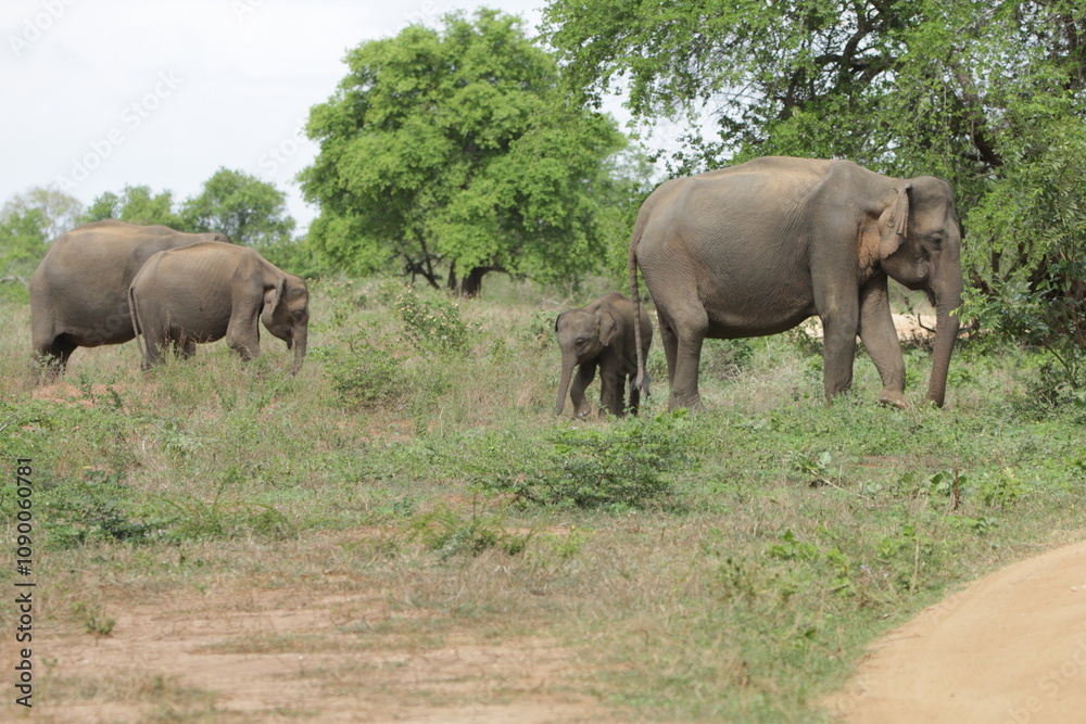 Fototapeta premium Sri Lankan Elephants in Udawalawa National Park, Sri Lanka 