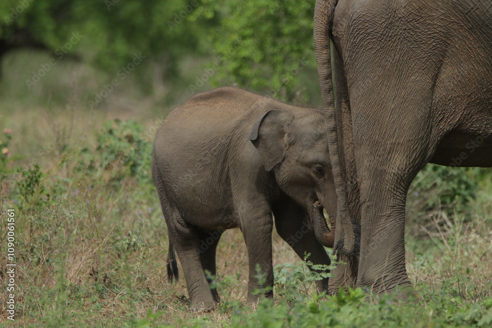 Fototapeta premium Sri Lankan Elephants in Udawalawa National Park, Sri Lanka 