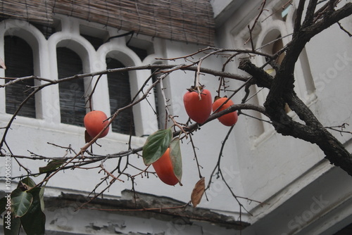 Red Korean persimmons on branch near villa house
