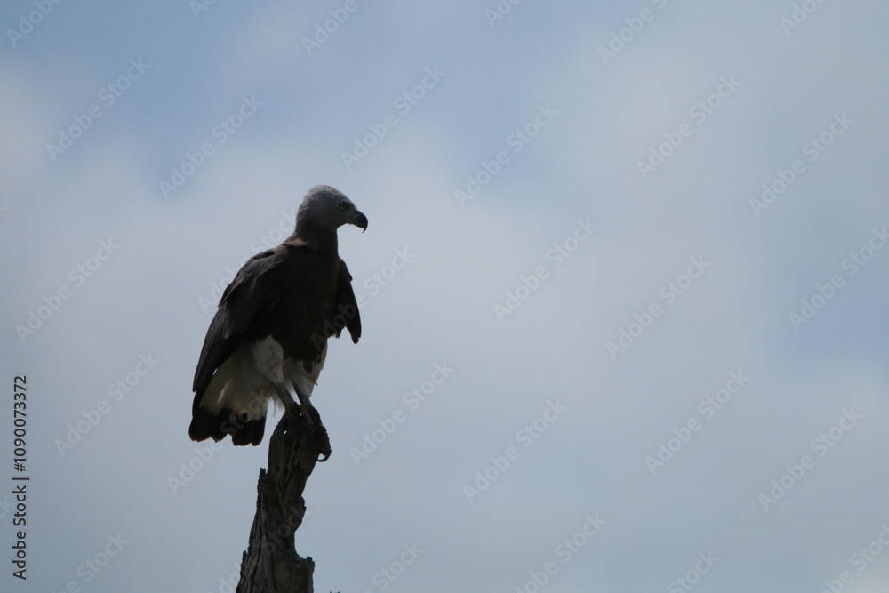 Obraz premium Sri Lankan Birds in the Wild, Sri Lanka 