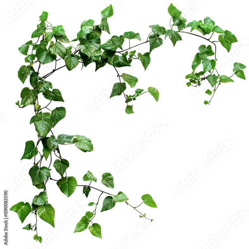 jungle vines isolated on transparent background	