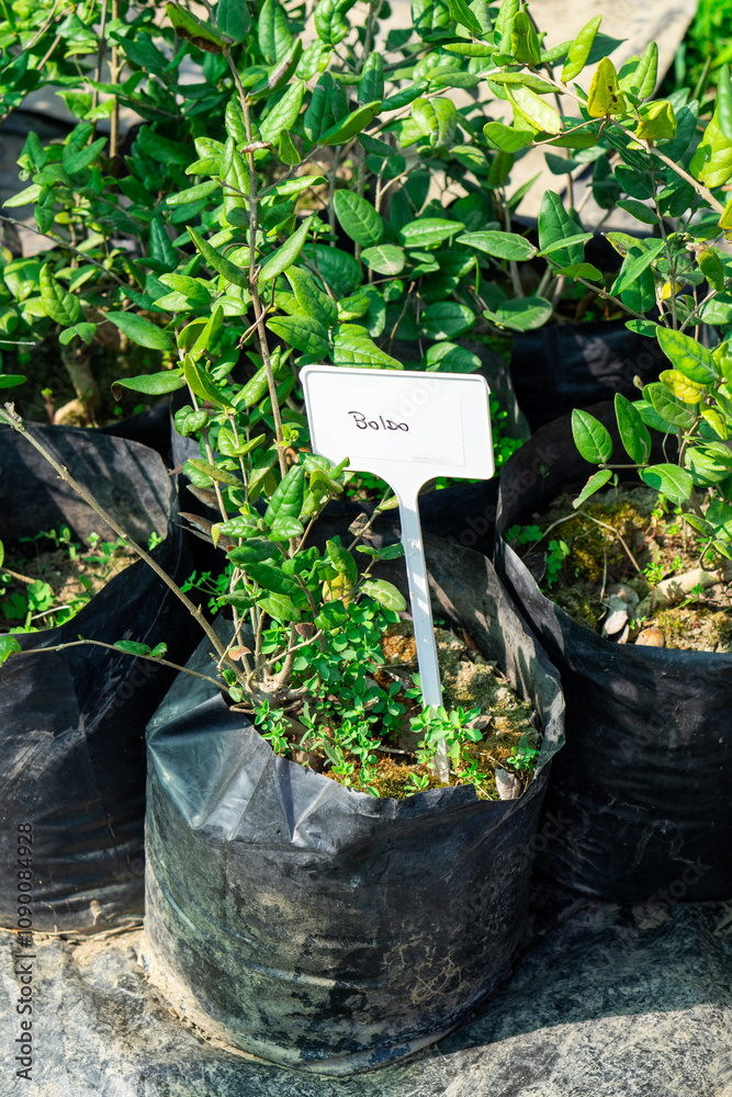 A boldo plant being sold in a greenhouse, with a sign indicating