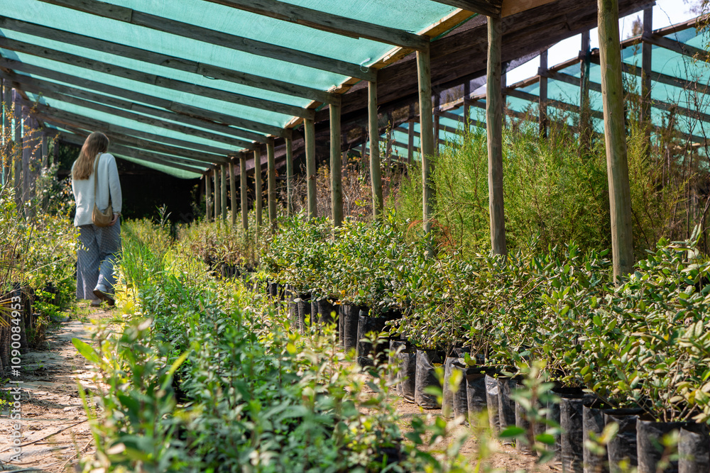 A serene scene of a woman walking through a vibrant greenhouse filled with potted plants under a shaded canopy.