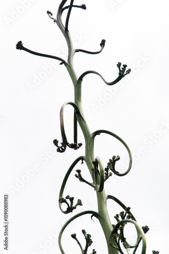 Curved succulent stalks with delicate buds on a white backdrop