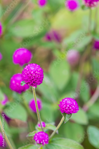 A purple Globe Amaranth,  discovered in an outdoor flower garden. Gomphrena globosa photo