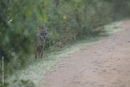 The Golden Jackol in Sri Lanka.  photo