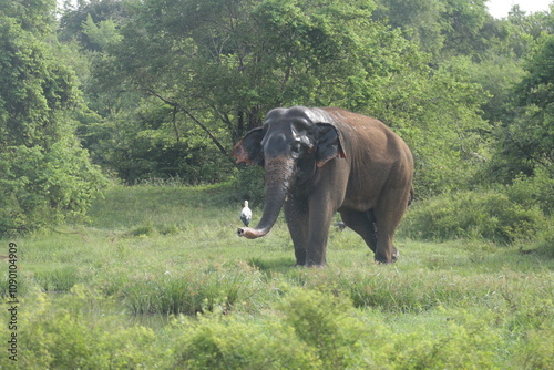 Sri Lankan Elephants in Udawalawe National Park, Sri Lanka  photo