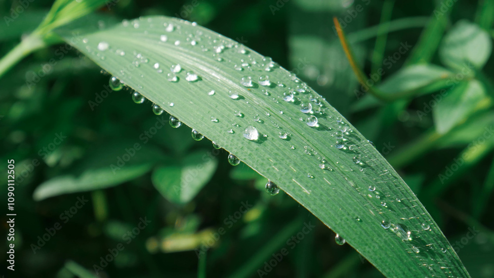 Naklejka premium rain drops on a grass