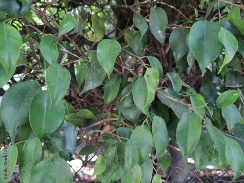 Textures of green leaves of a plant,Texturas de hojas verdes de una plant,(10270) photo