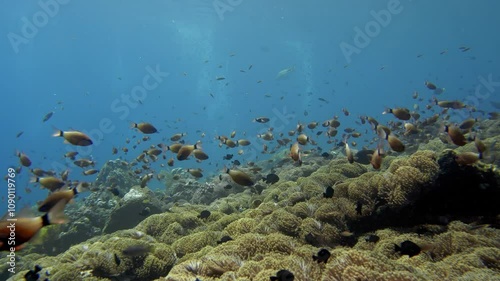 A wide variety of tropical fish swim near the seabed covered with anemones. Ring-Tailed Cardinalfish (Ostorhinchus aureus) 15 cm. Small schools near shallow coral outcrops. photo