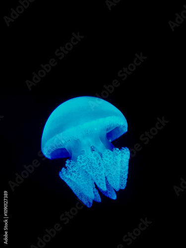 Blue Jellyfish in Darkness - Ideal for marine life studies, ocean-themed designs, or creating a serene aquatic atmosphere. photo