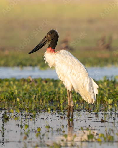 Jabiru mycteria