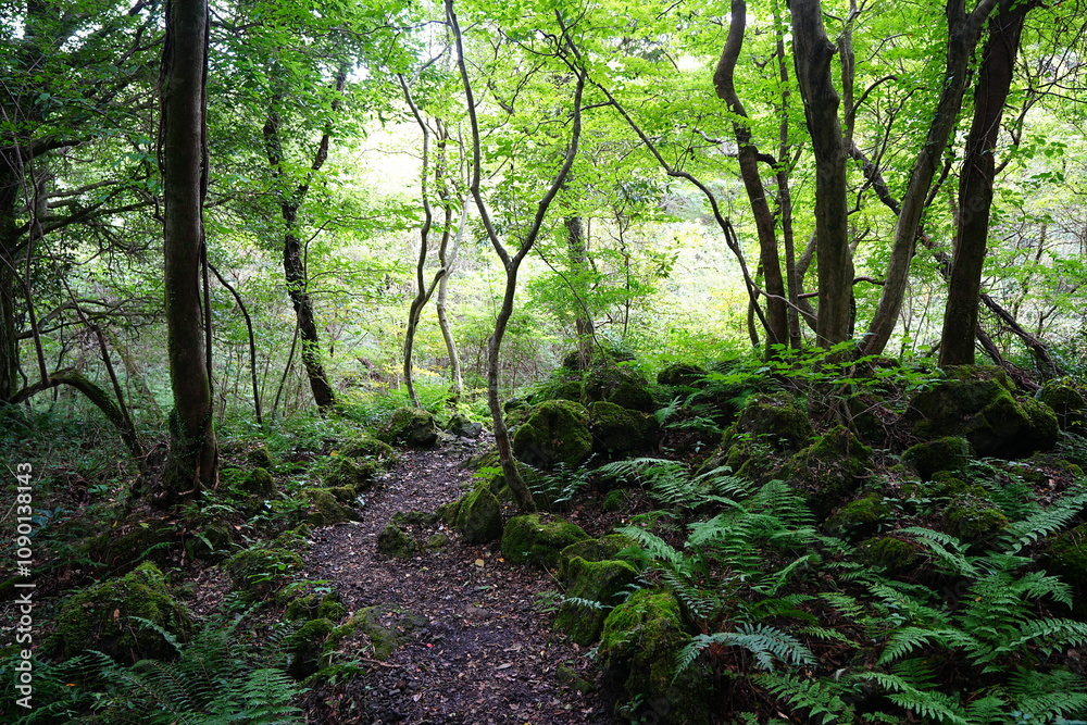 Fototapeta premium mossy rocks and old trees in autumn forest