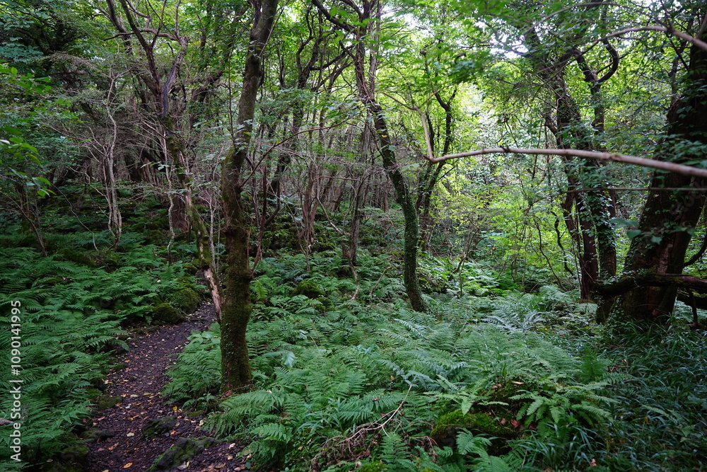 Fototapeta premium refreshing autumn forest and path