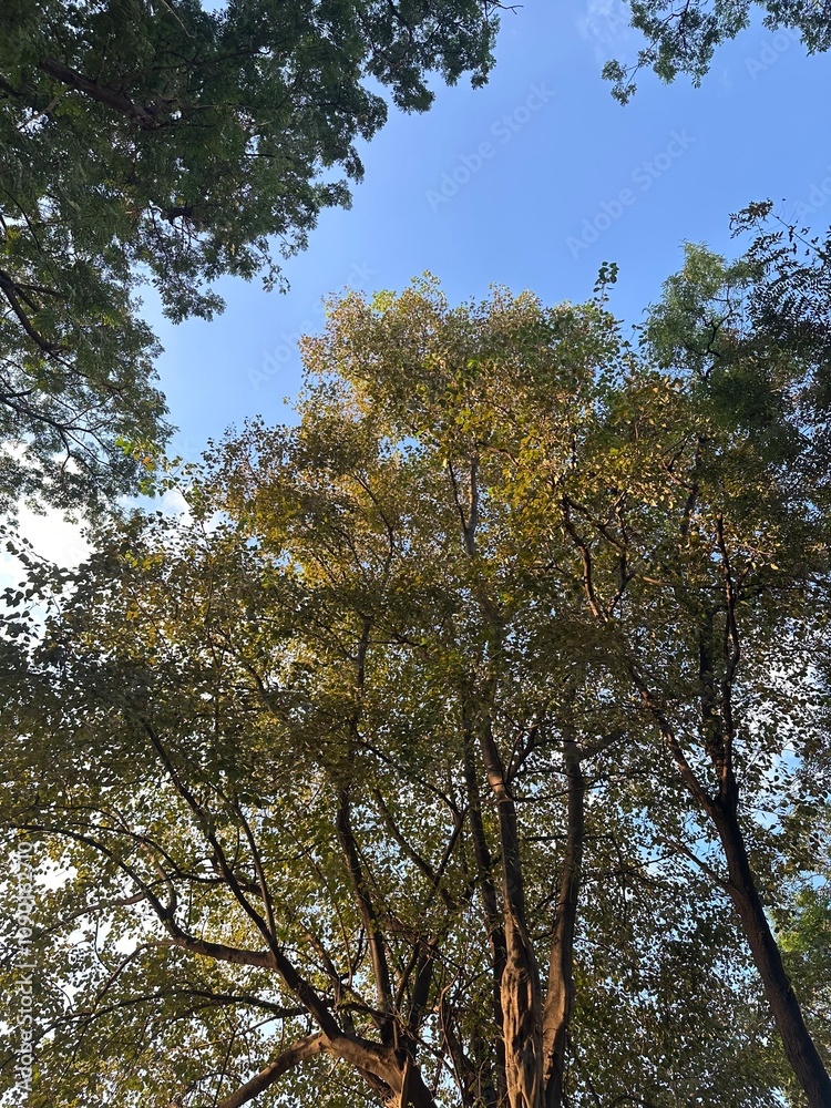 Obraz premium trees in the park