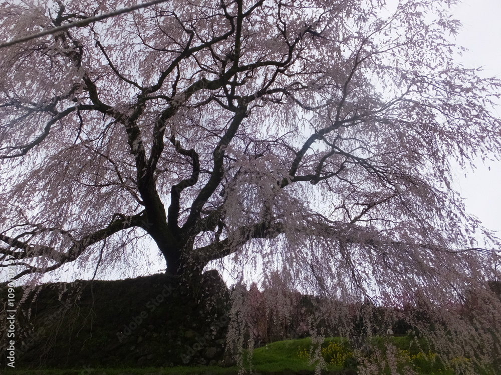 Obraz premium 青空と千年の枝垂桜が見応え。（日本）