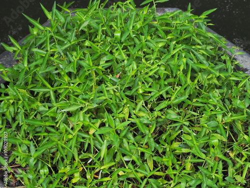 Alligator weed is grown in a cement pot. Alternanthera philoxeroides (Mart.) Griseb is an aquatic plant or herbaceous plant with stems above the water surface. Fast-growing weed. Small eatable weed 
 photo