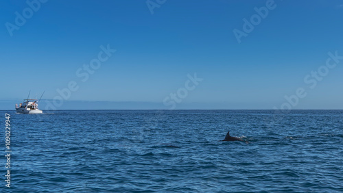 The dolphin's back and dorsal fin are visible above the ocean surface. Ripples on the water. A tourist boat is in the distance. Blue sky, clouds. Mauritius. Dolphin watching.