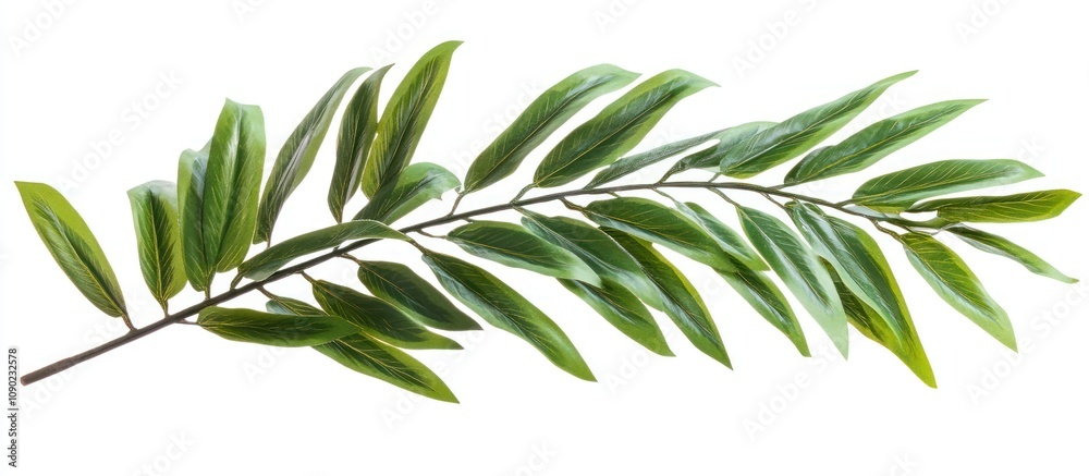 Obraz premium Lush Green Branch with Elongated Leaves Isolated on White